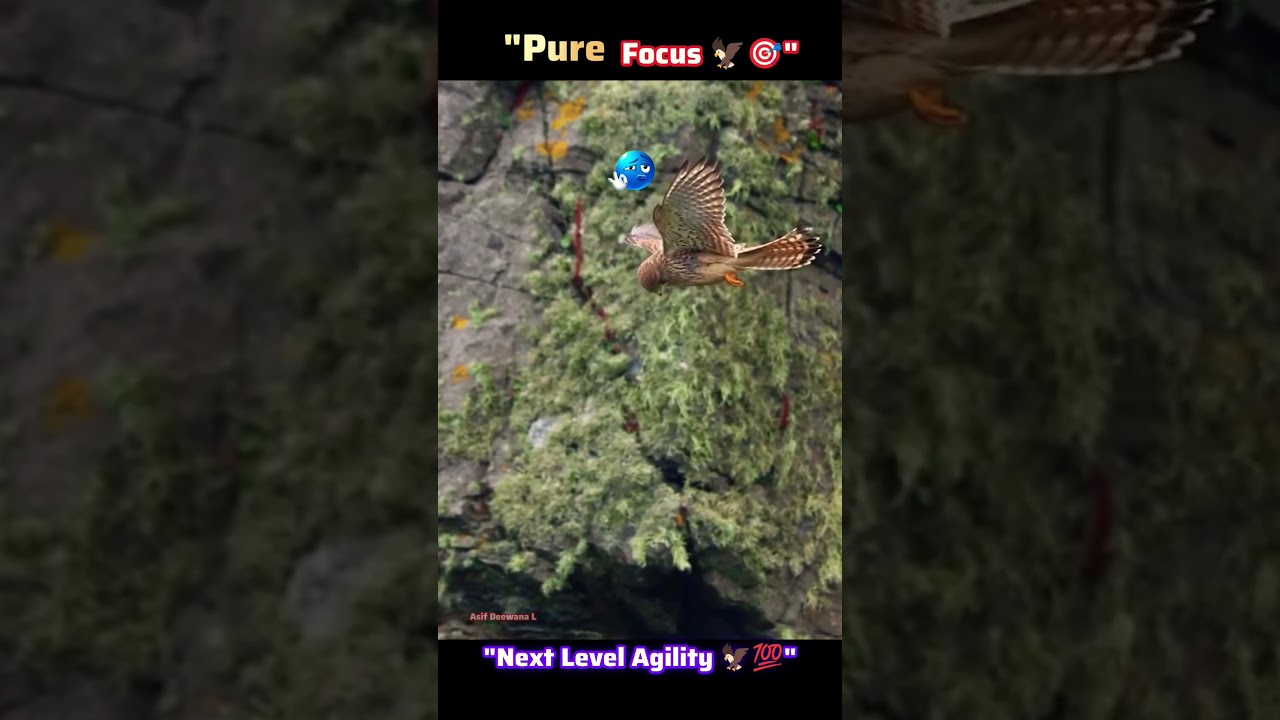 Unbelievable Falcon Skills! 🦅😱 #Shorts. #Falcon #Wildlife #Nature #BirdsOfPrey #BirdWatching #viral