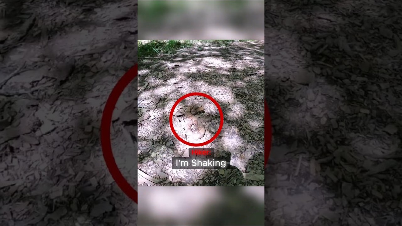Hiker Gets Bitten By A Venomous Snake