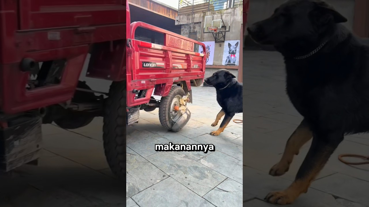 Jangan Ganggu Anjing ini !!