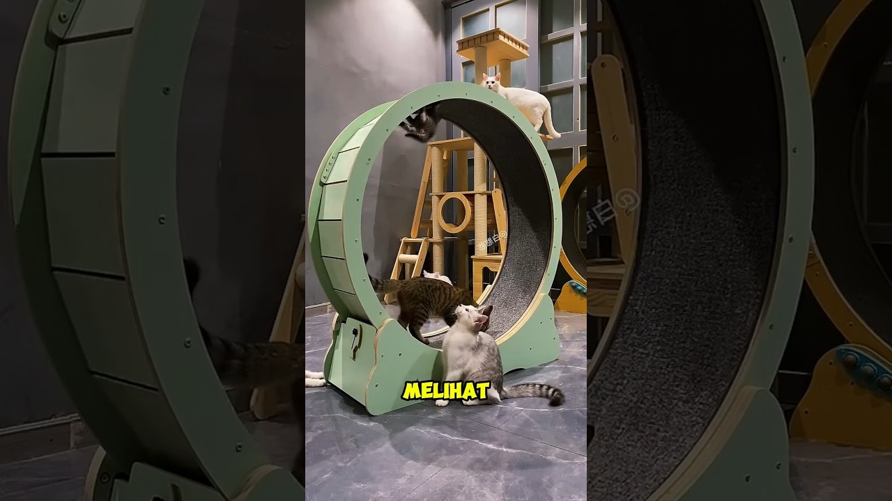 Derita menjadi kucing kecil anak terakhir 🙀