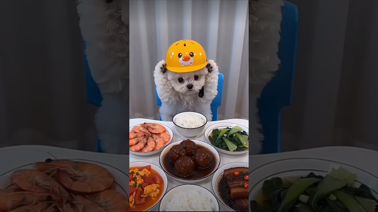 🐶🍤 Köpek Karidesleri Yemekte Israr Etti! Sonunda Olanlar Herkesi Şaşırttı! 😱