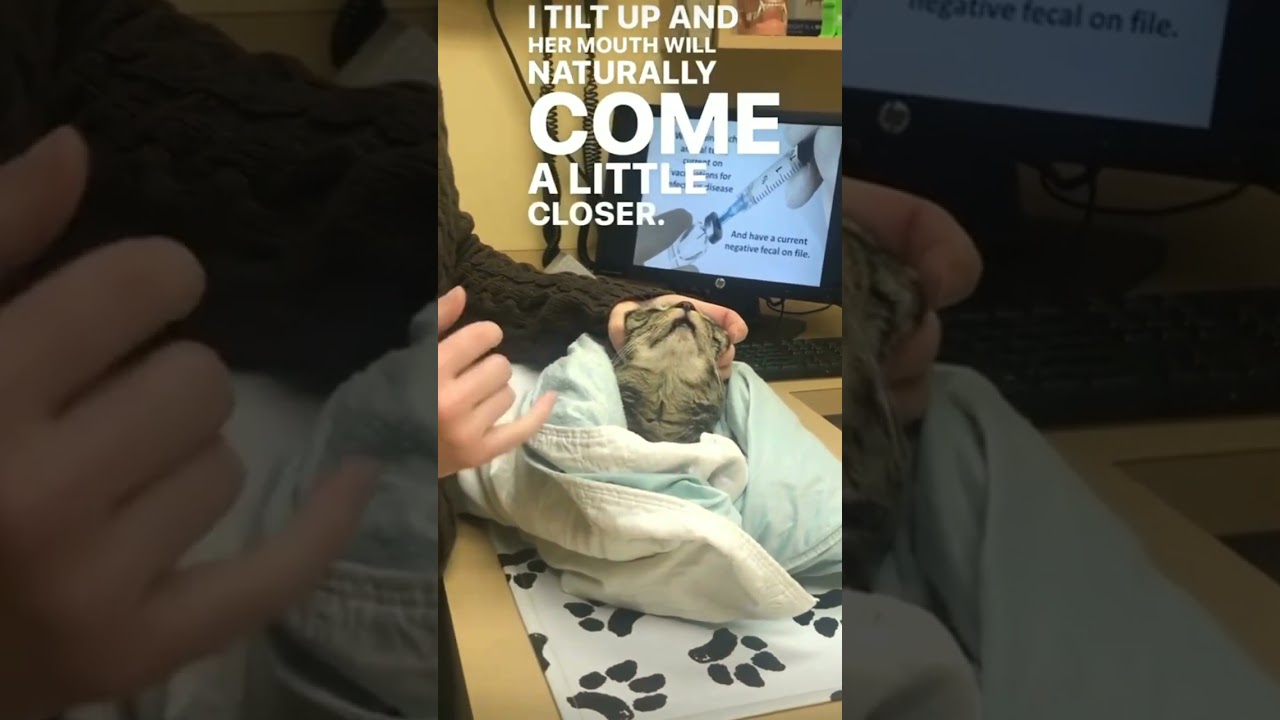 @lenaevanr: Cats are the best. #cat  #catlover #kitty