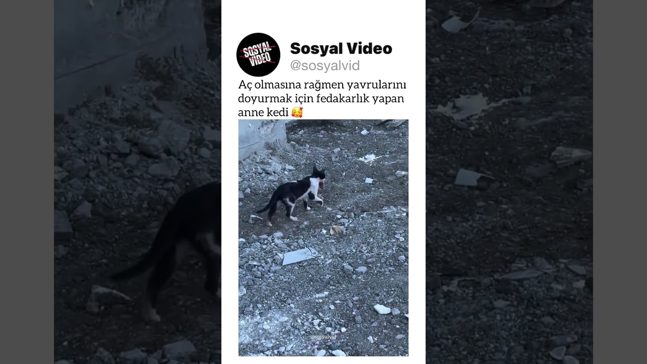 Aç olmasına rağmen yavrularını doyurmak için fedakarlık yapan anne kedi 🥰