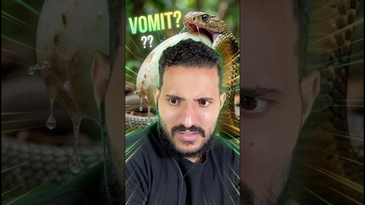 A cobra engoliu o ovo inteiro?