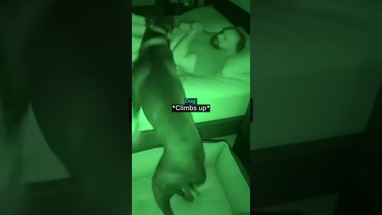 Dog Saves Owner Having PTSD Flashback