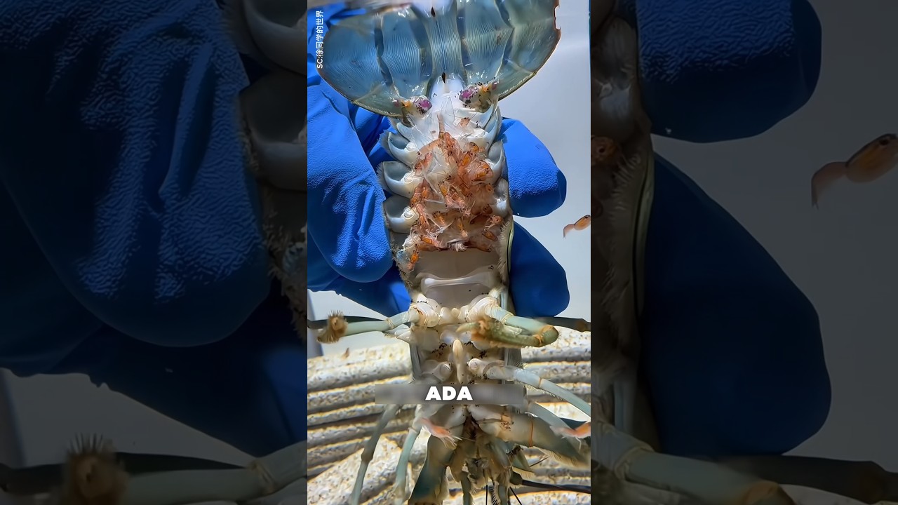 Anak Lobster Ini Rela Berpegangan Erat Demi Tetap Bersama Induknya #shorts #animals
