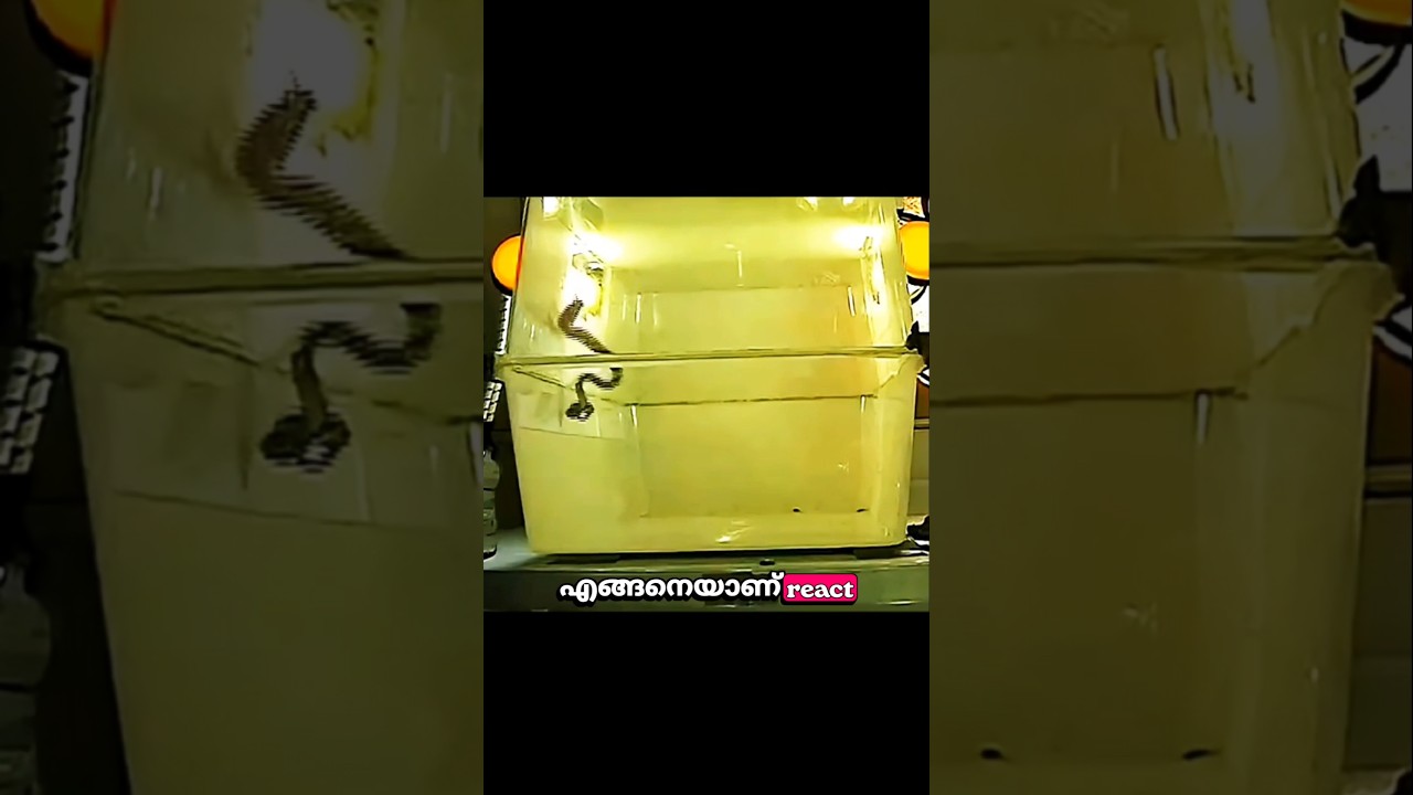 സീറോ ഗ്രാവിറ്റിയിൽ മൃഗങ്ങളുടെ റിയാക്ഷൻ എങ്ങനെയായിരിക്കും? 🐸🐱🐍