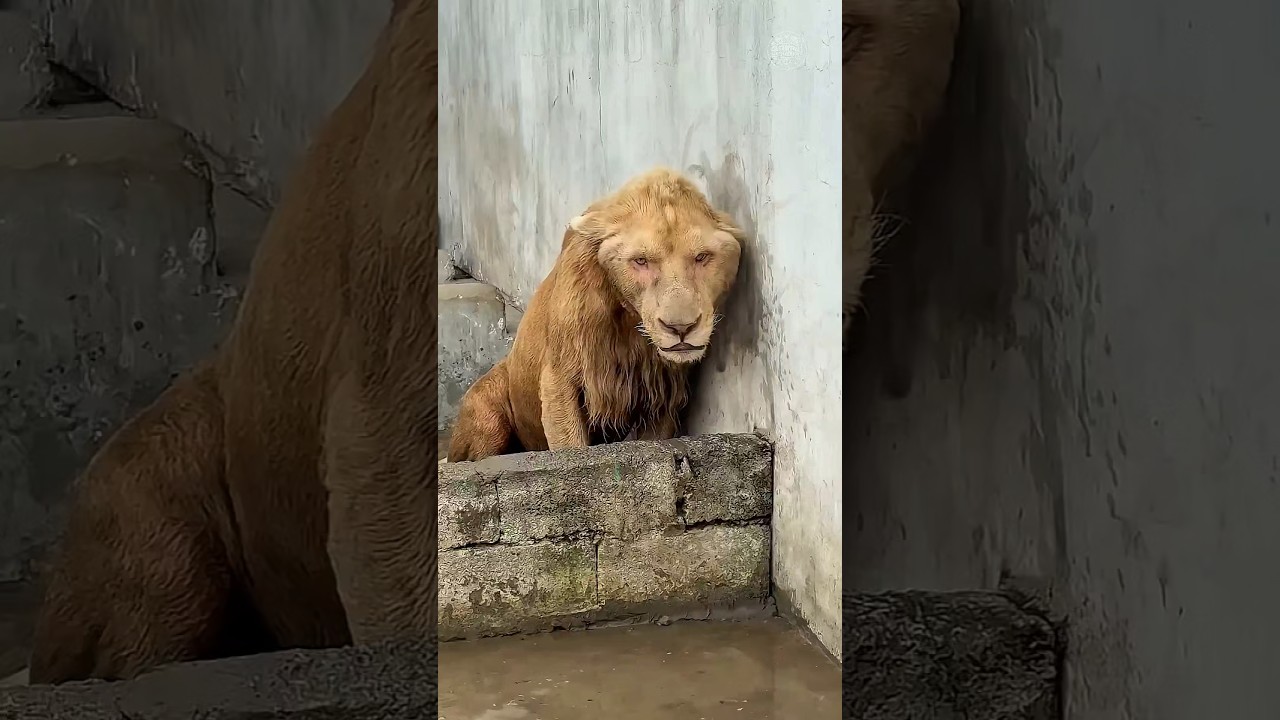 Singa ini tak pernah melupakan orang yang menyelamatkannya