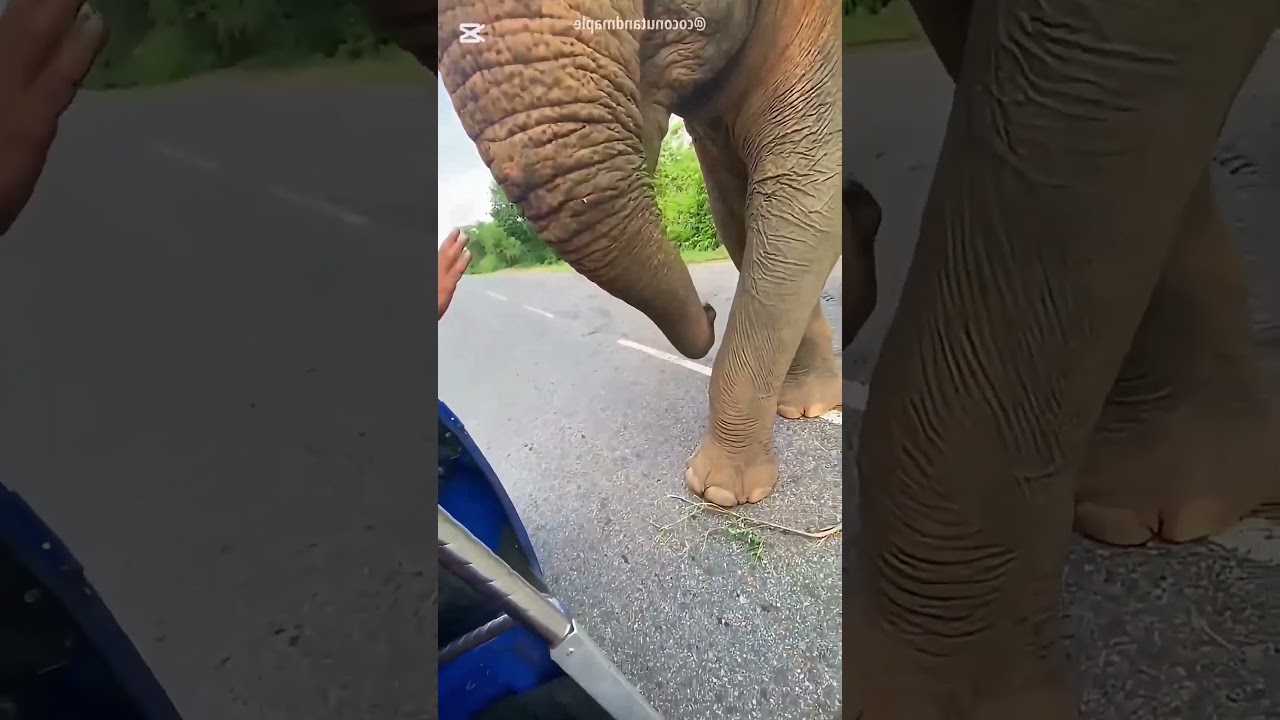 البطيخة اللي الفيل خبّاها لولاده 🥺🐘