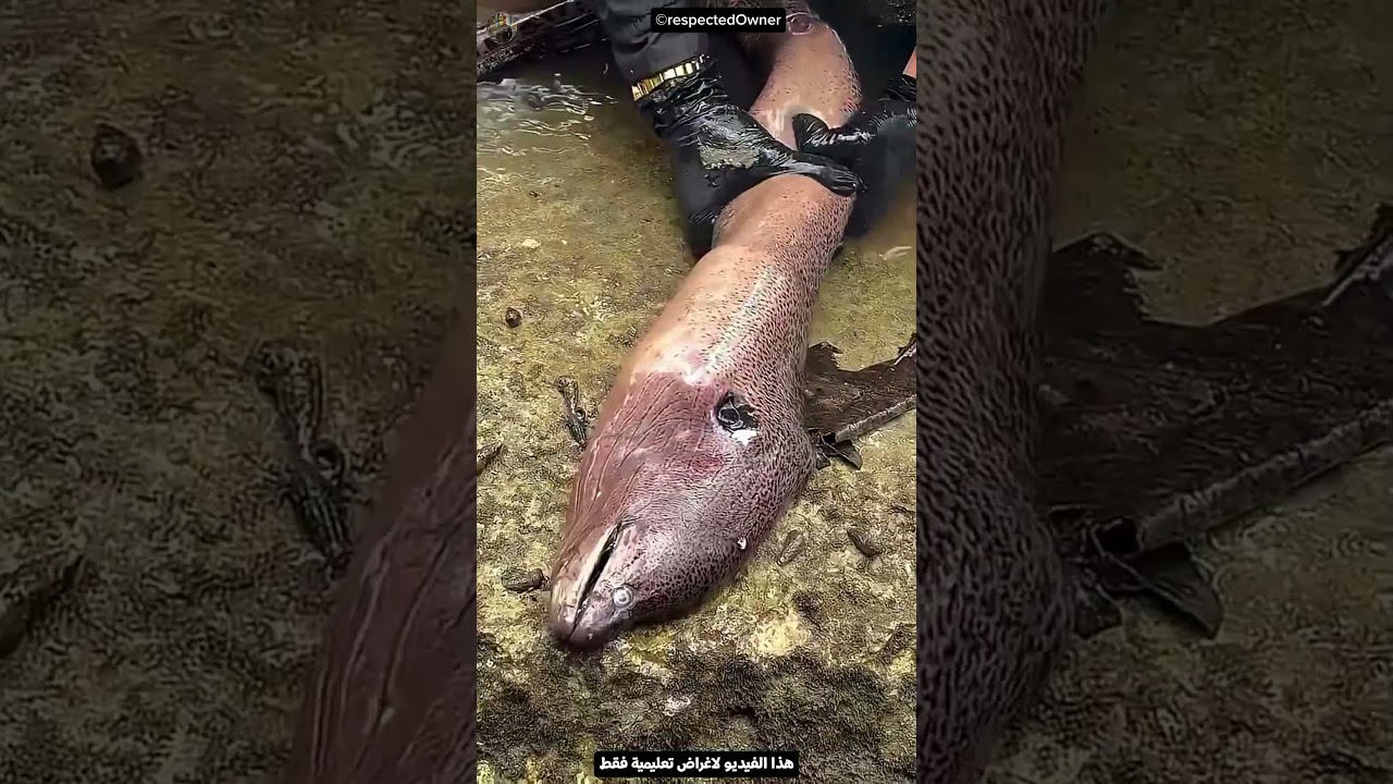 الراجل ده اكتشف حاجة غريبة جدًا جوه السمكة.. والنهاية صادمة 😱🐟