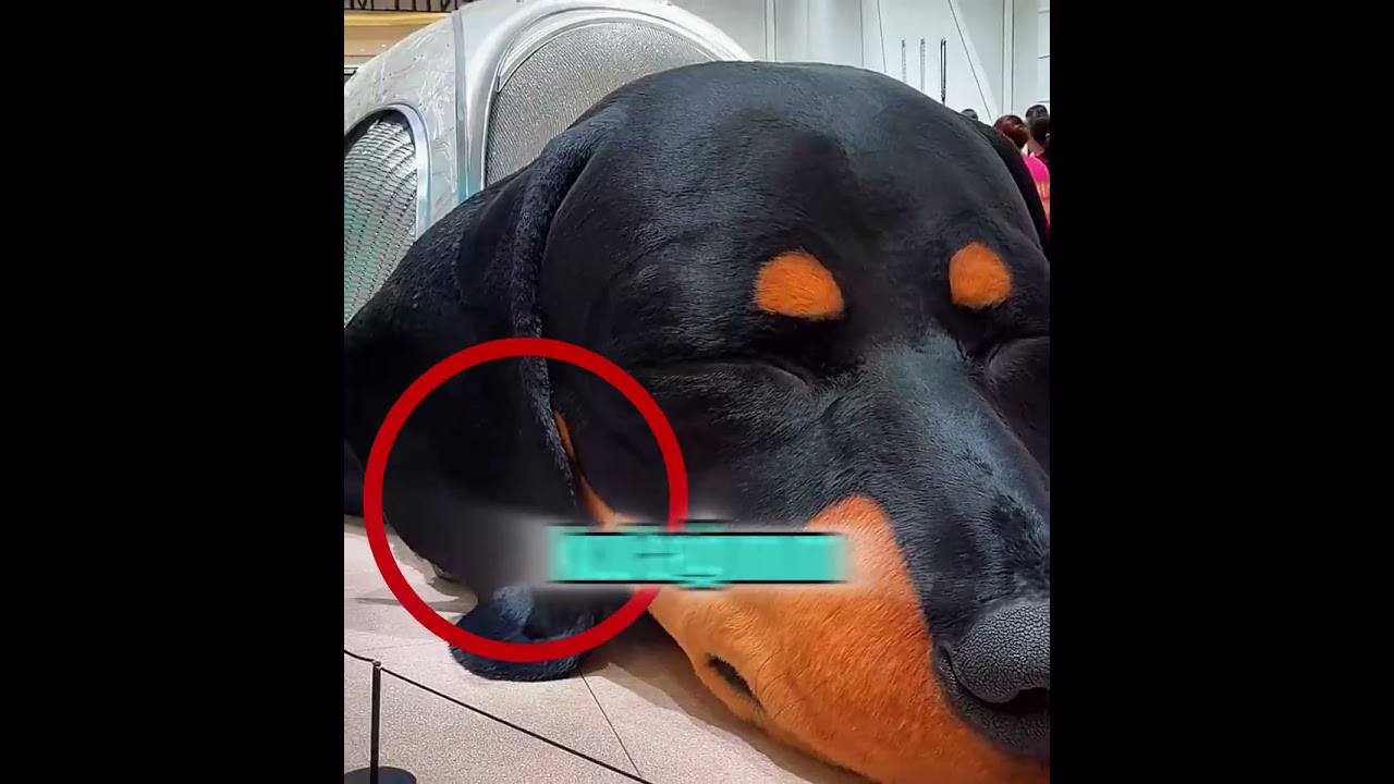 Dünyanın en büyük köpeği! GERÇEK Mİ 🤯🔥