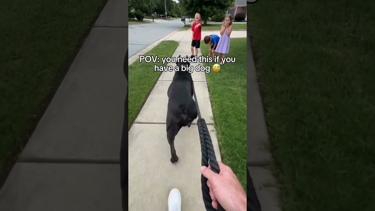 Comment “DOG” if you want one! 🤣🐶 #dogs #funny #doglife #dogmom