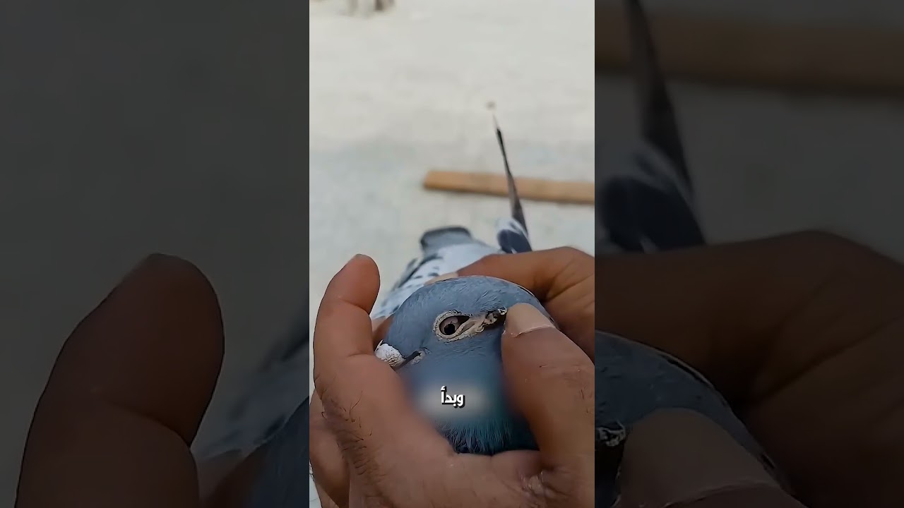 شاف حاجة غريبة على وش الحمامة🕊️