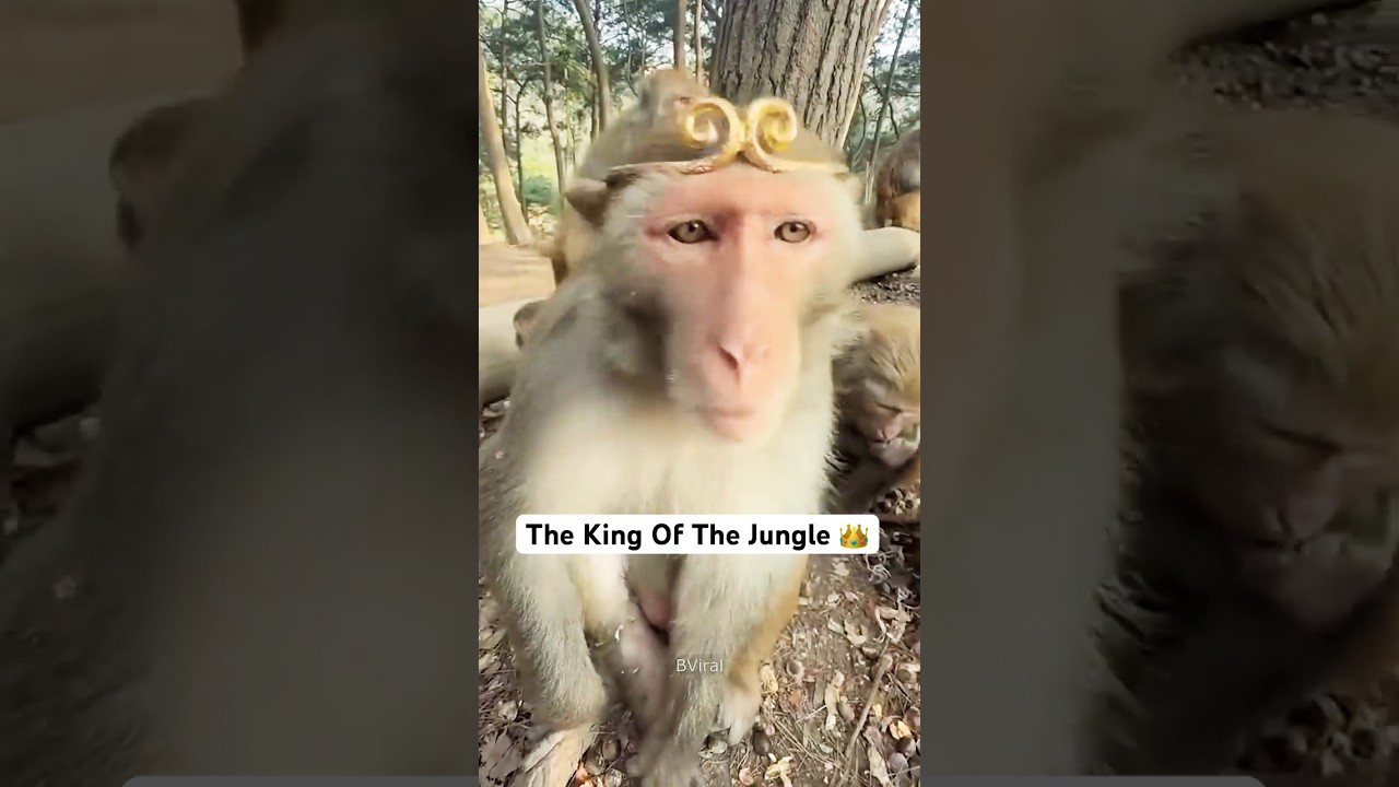 He didn't expect the crown to be so heavy 🐒👑