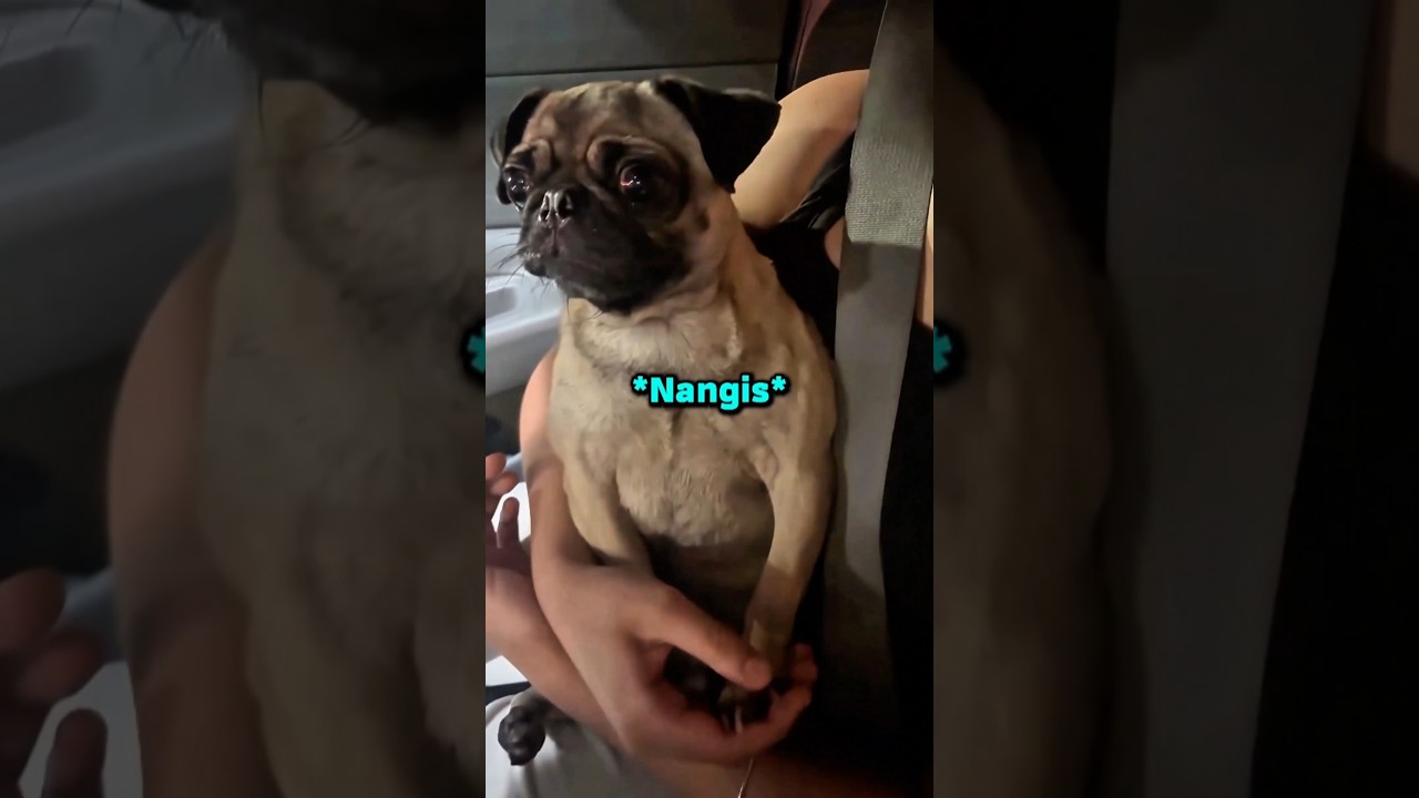 Reaksi Anjing Pas Tidak Dibelikan Jajan‼️😂