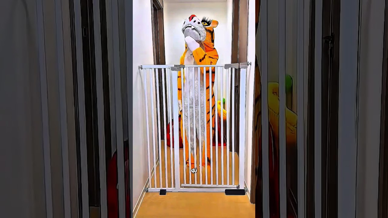 القطط افتكرت إن أسد دخل البيت! 😱🦁