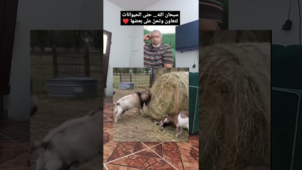 حتى الحيوانات تعرف الرحمة… شاهدوا كيف يتعاونون ❤️🐾 #اكسبلور #دويتو #الرحمن #ذكر_الله #cat #دويتو