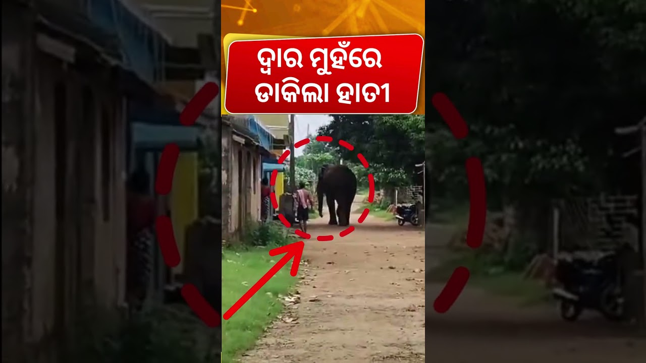 ଦ୍ୱାର ମୁହଁରେ ହାତୀ .. Wild Tusker Enters Village In Dhenkanal! Panic Grips Residents Odia News