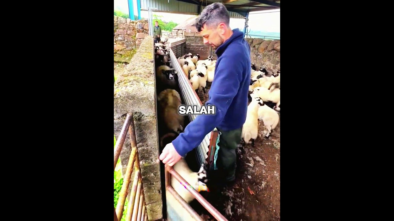 Gembala Kewalahan Mengatur Domba 🐑