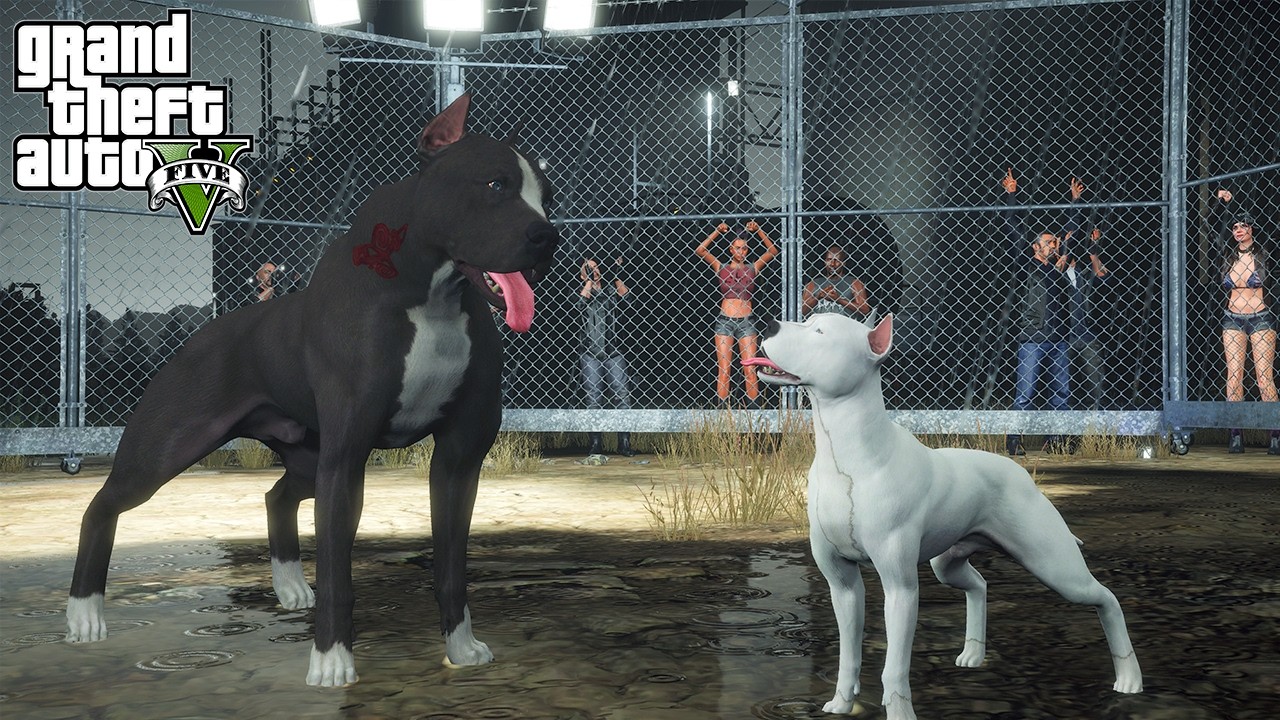 TERMİNATÖR KÜÇÜK BEYAZ'LA ARENA DÖVÜŞÜ YAPIYOR! - GTA 5