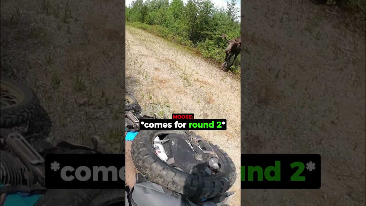 Biker Encounters Moose On Trail...