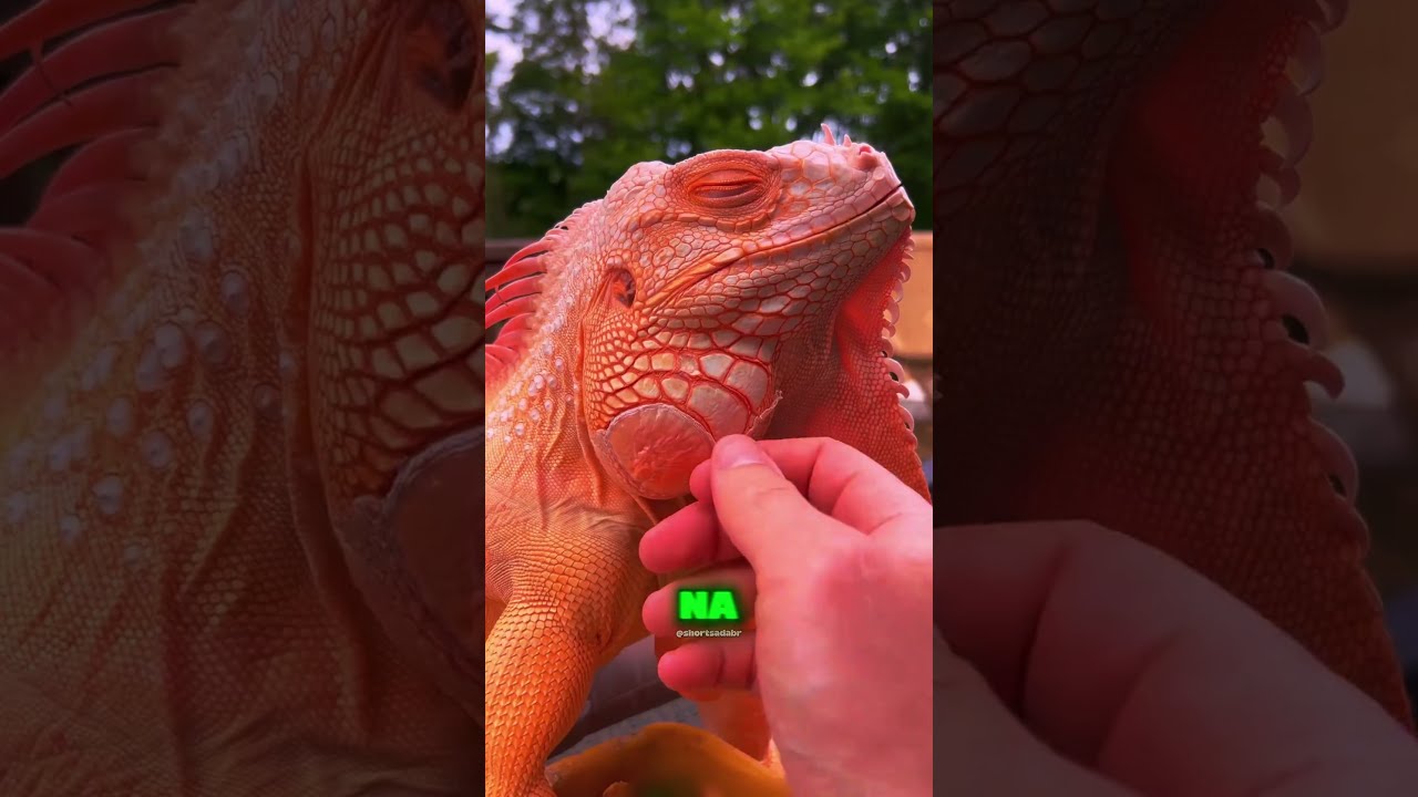Nunca faça isso com a pele de uma iguana! 😱🦎