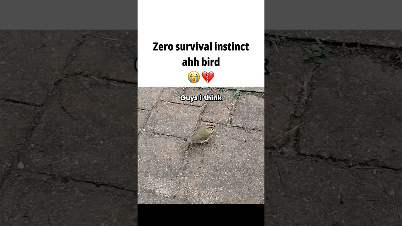 #sing