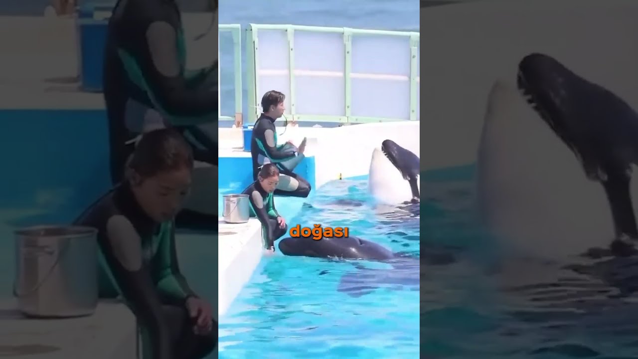 Neden Orkalara Sıvı Su Verilmez? 🐳🧊