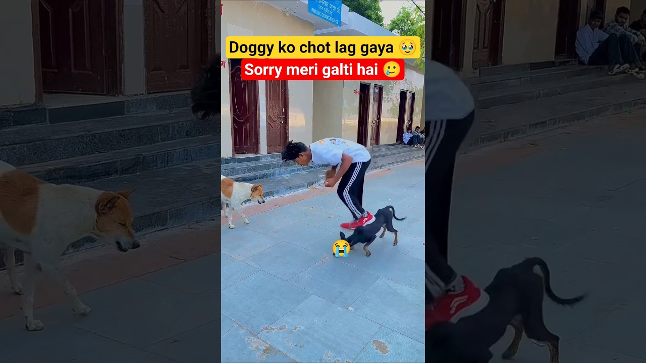 Dog 🐶 is best friend ever 😰#dogapparel #dogclothes #dogshorts #dog