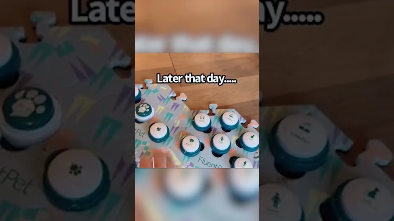 A late answer is better than no answer I guess... #bunnythedog #talkingdog