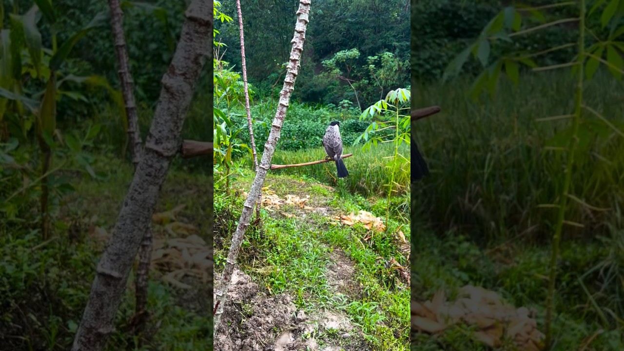 Amazing bird trap!!️kacau larinya kurang melesat