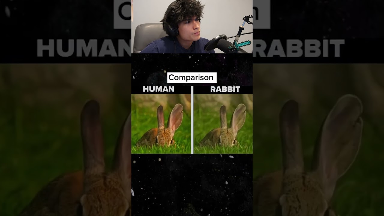 How animals see the world..