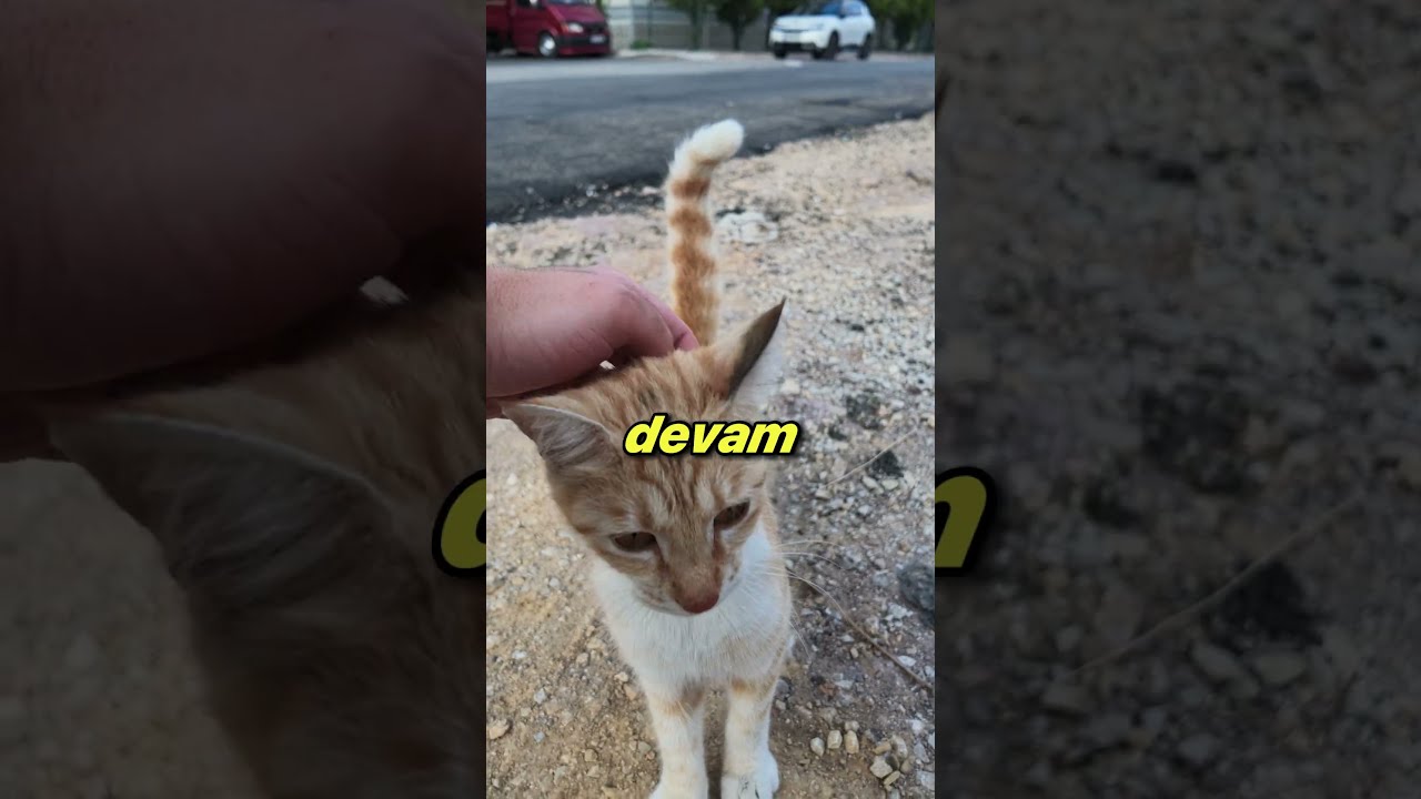 Sokak hayvanları için birlikte büyük şeyler başardık! 😎