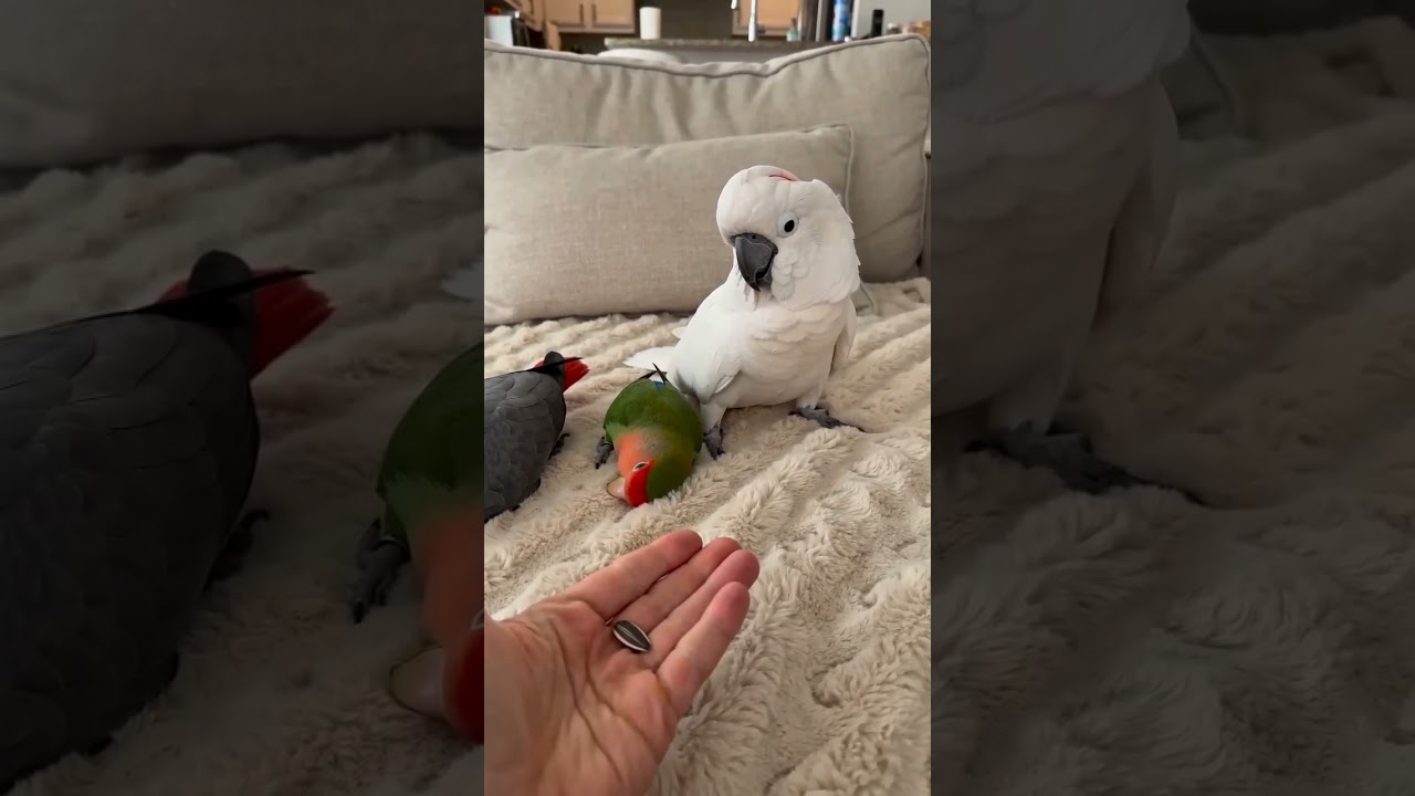 😄😄  #talkingbird #talkingparrot #funnybirds #funnypetvideos