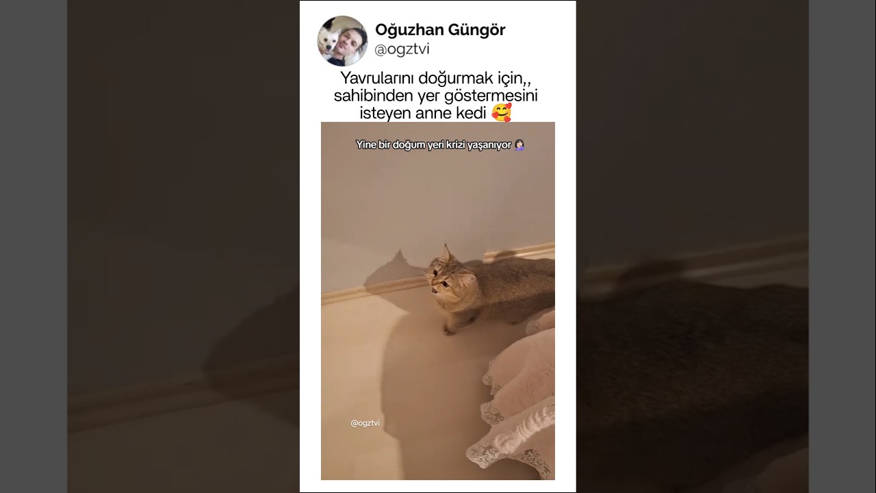 Doğum için yer isteyen anne kedi