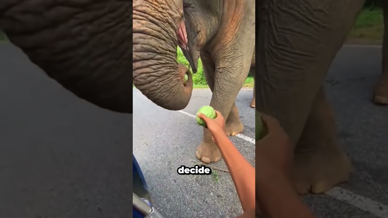 Olha o que o elefante faz com a melancia!