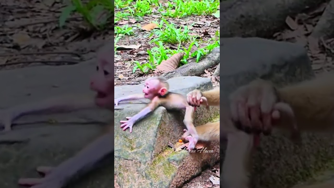 Beautiful Mom & baby Beautiful Animals Relaxing & Stress Relief