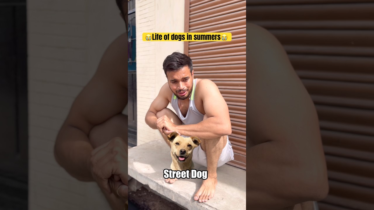 Life of dogs in summers😭😭 #shorts #trending