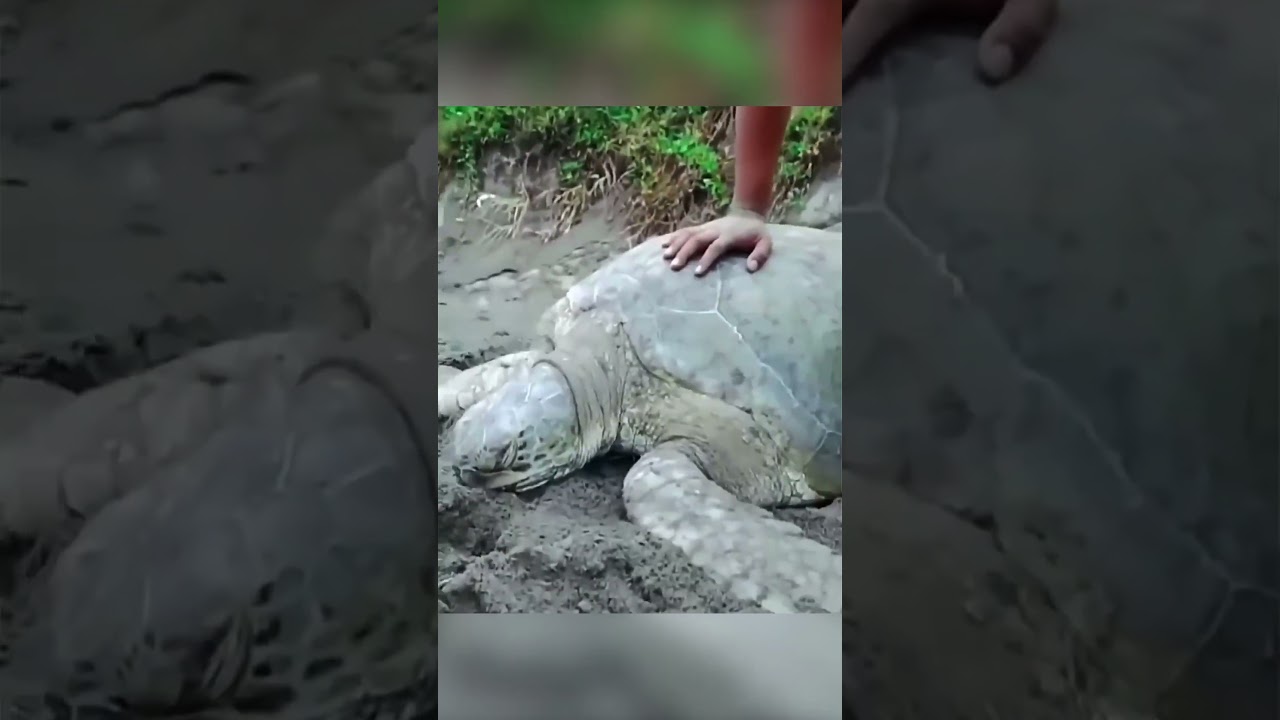 😢🪝🐢 ما وجده داخل فم السلحفاة أبكى الجميع! ❤️🌊