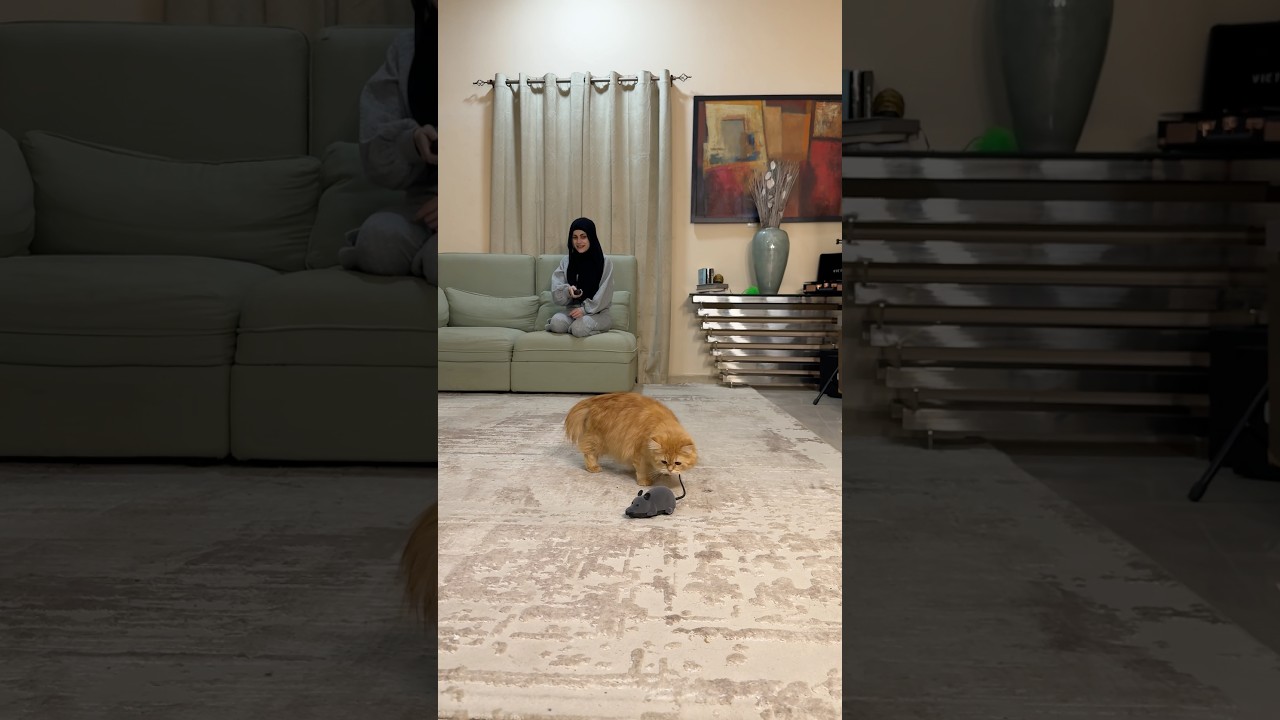 القطه والفارة😂😂 ام سيف ونانو