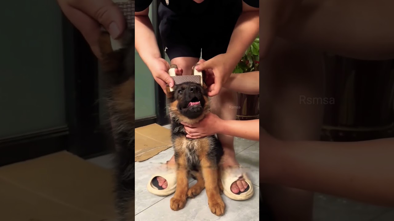 German Shepherd Ke Kaan Ka Secret 😳🐕