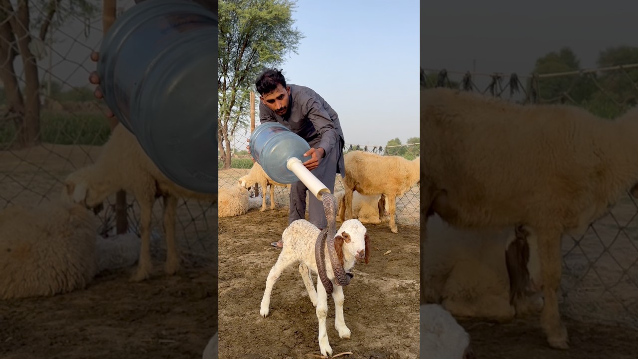 Sha chuhra nag