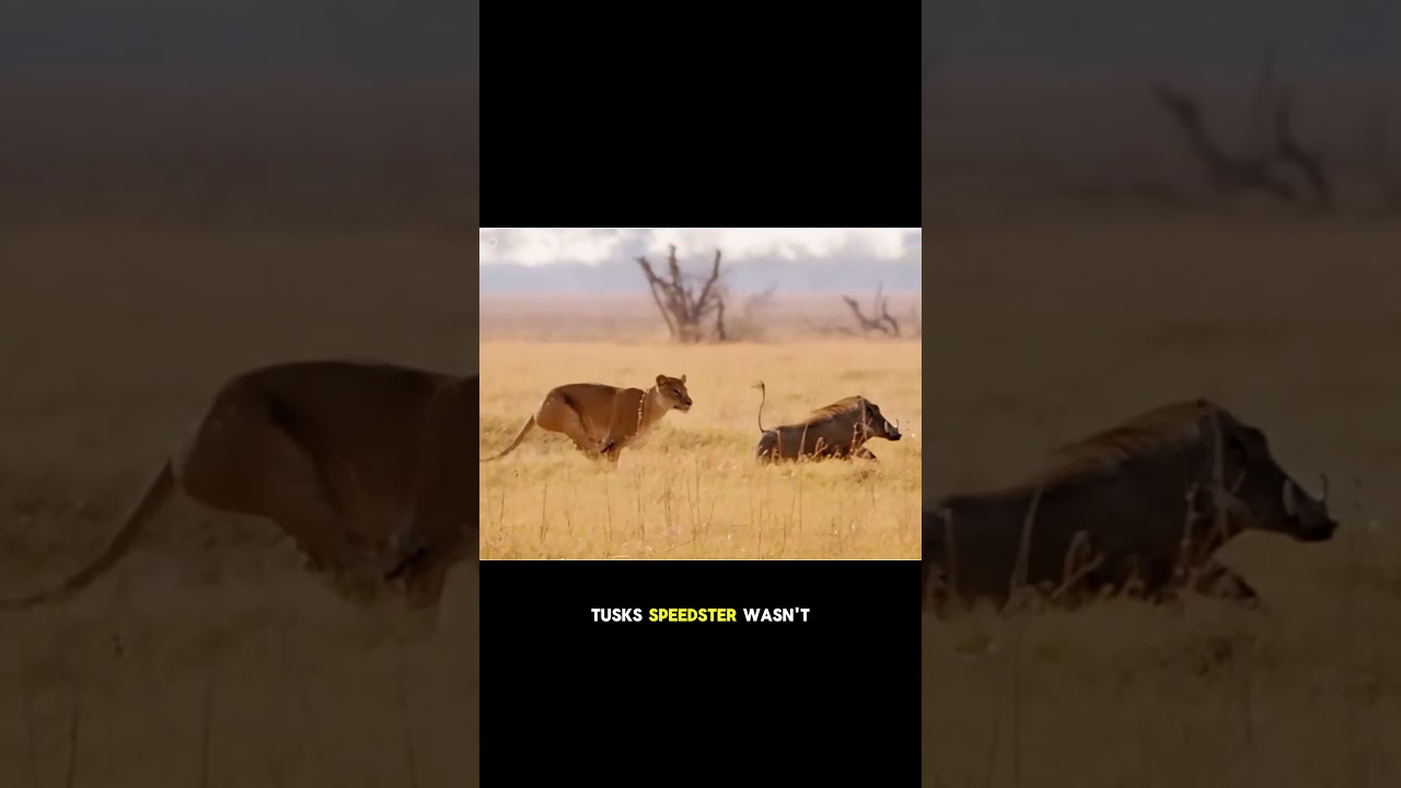 Warthog’s V16 engine leaves the lion eating dust! #shorts #fyp #animals