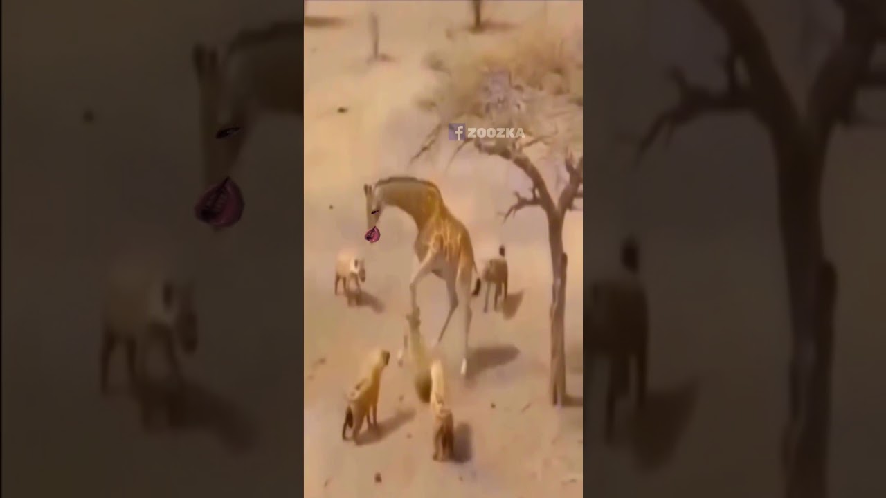 هي الدنيا كدة 😂😂
