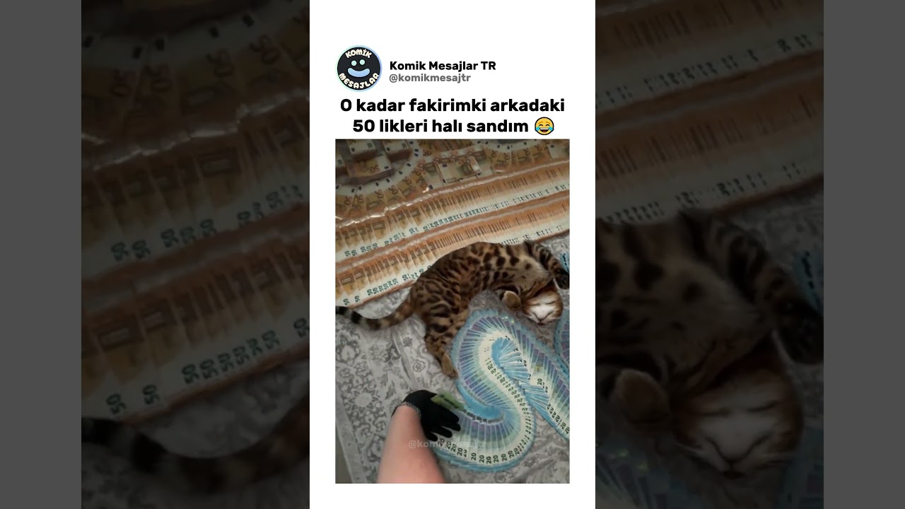 Bazen kedi olmak istersin