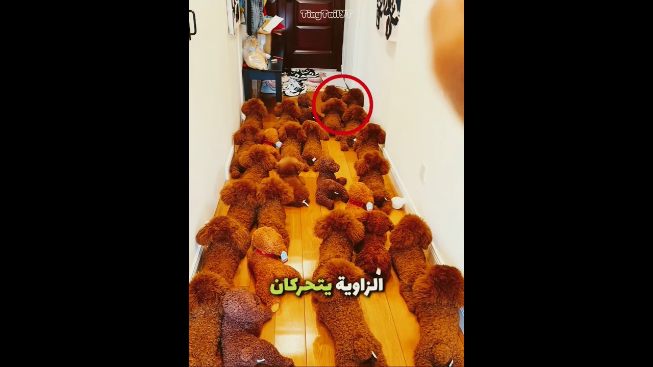 هذا الكلب اختبأ بين الكلاب اللعبة 😂🐶
