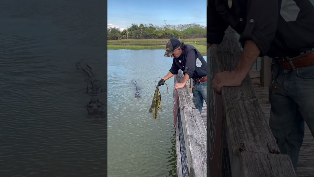 Bully the American Crocodile doing his part! #crocodile #goated #wildlife #nature #training - Published by Benjamin Register