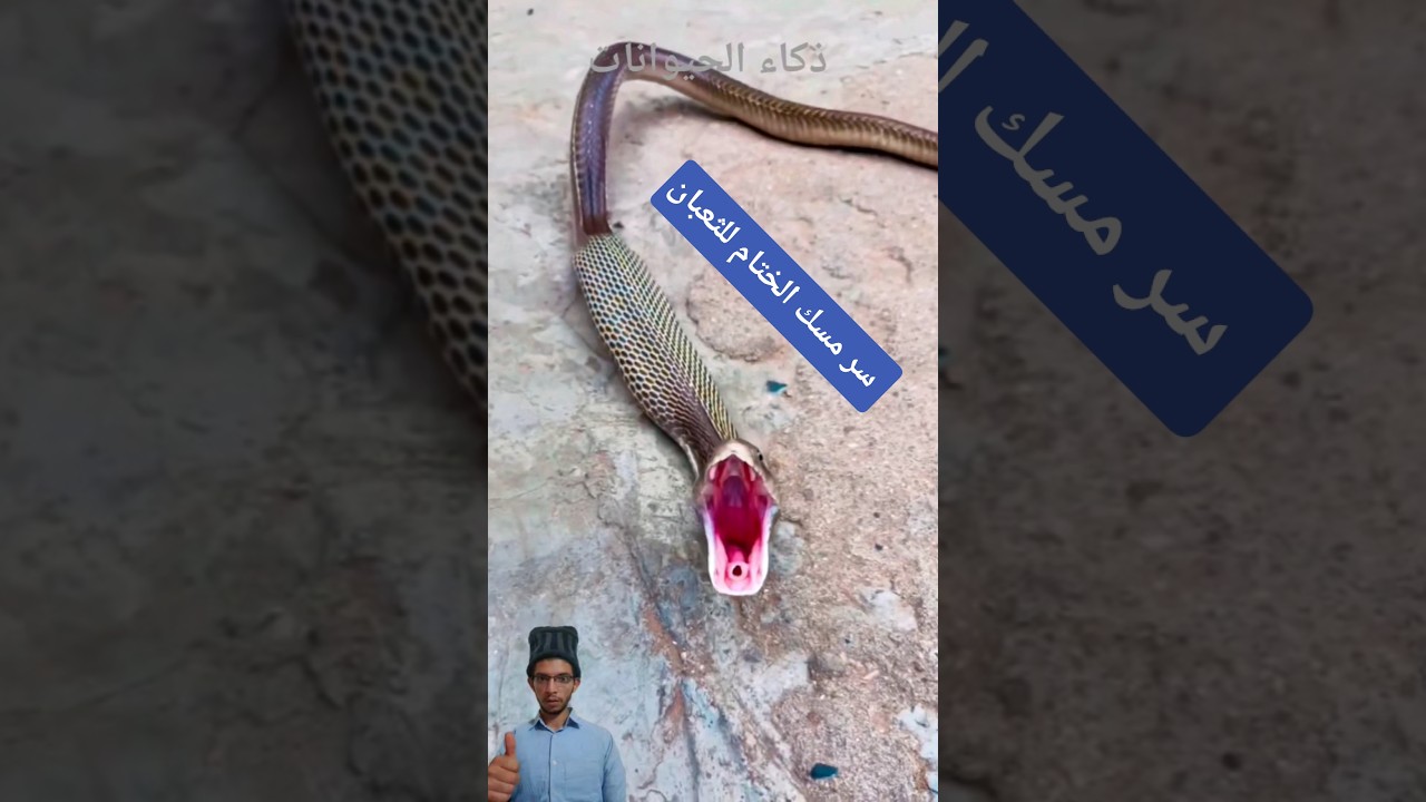 بديهة بلع الثعبان ختام عابر للتوقعات #shorts