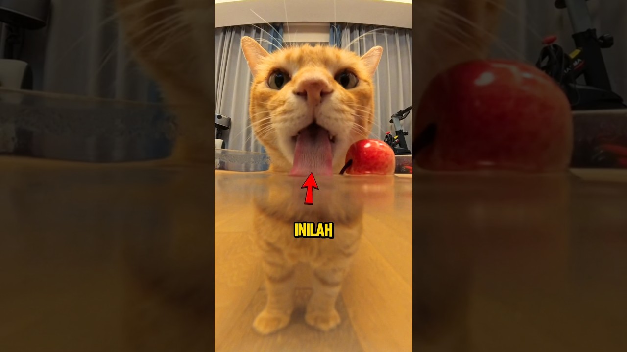 Inilah Alasan Mengapa Kucing Lebih Pintar daripada Anjing❗😮 #shorts
