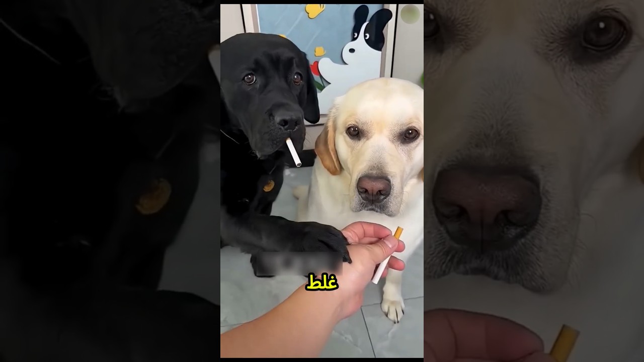 خد يا عمو الكلب جبتلك سيجارة عشان تشربها🐶🚬😱